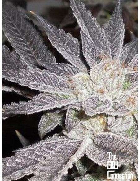 -50% Cali Connection - LA Affie 6szt - 1