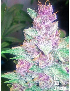 Cali Connection - Grape Kush - 1