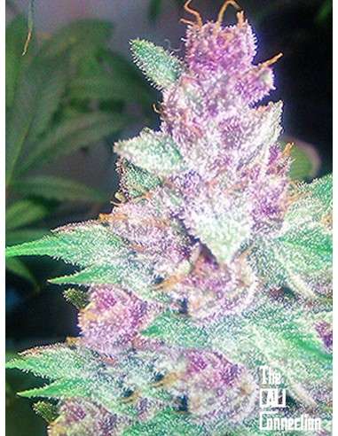 Cali Connection - Grape Kush - 1