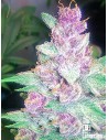 Cali Connection - Grape Kush - 1
