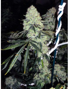 Cali Connection - Deadhead OG - 1