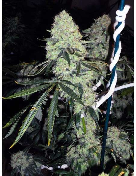 Cali Connection - Deadhead OG - 1