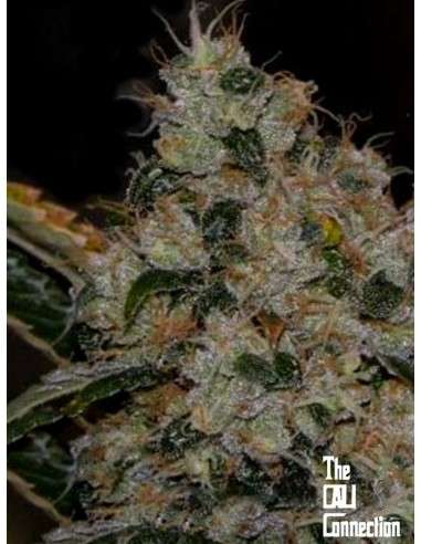 Cali Connection - Chem 91 - 1