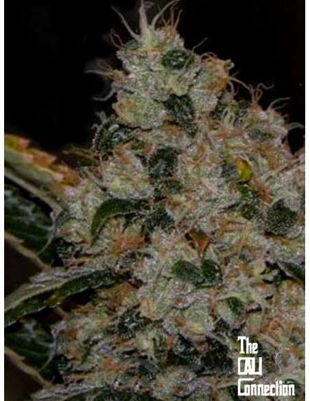 Cali Connection - Chem 91 - 1