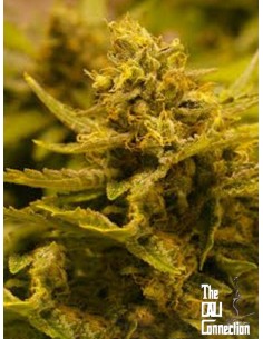 Cali Connection - Chem 4 OG - 1