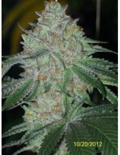Cali Connection - Buddha Tahoe OG - 1