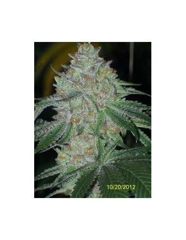 Cali Connection - Buddha Tahoe OG - 1