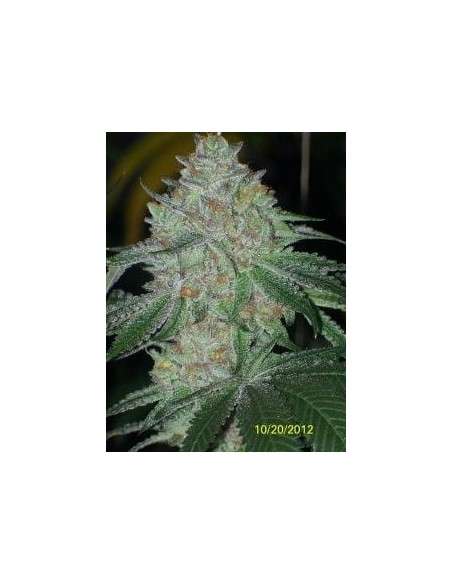 Cali Connection - Buddha Tahoe OG - 1
