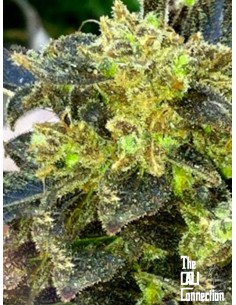 Cali Connection - Boss Hogg - 1