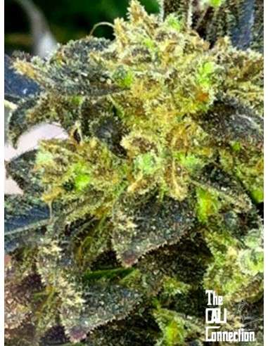 Cali Connection - Boss Hogg - 1