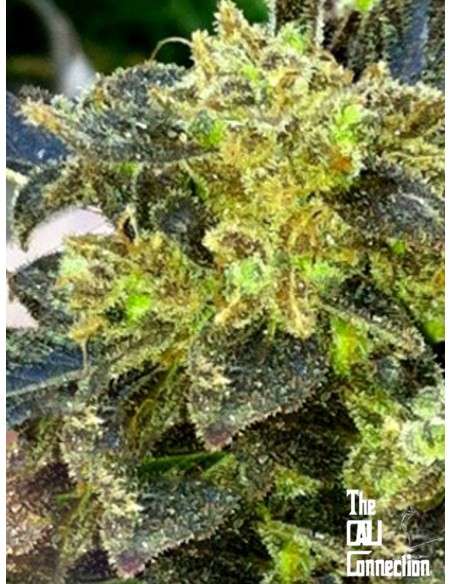 Cali Connection - Boss Hogg - 1