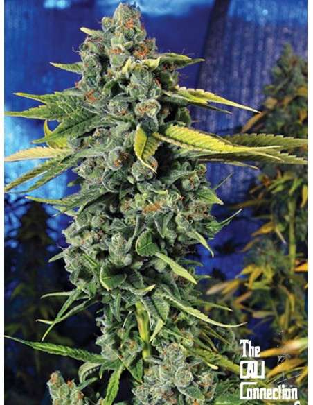 Cali Connection - Blue Dream Haze - 1