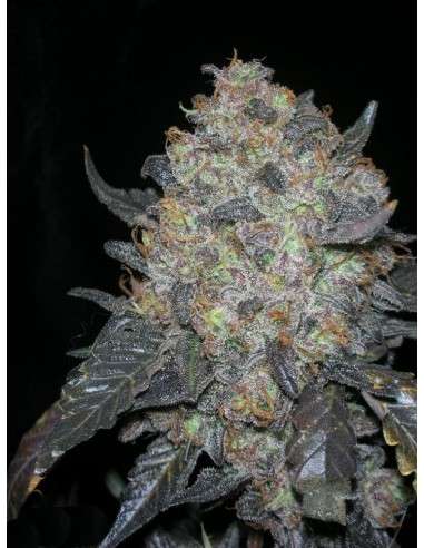 Cali Connection - Blackwater - 1