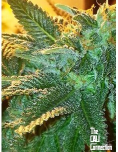 Cali Connection - Alien OG - 1