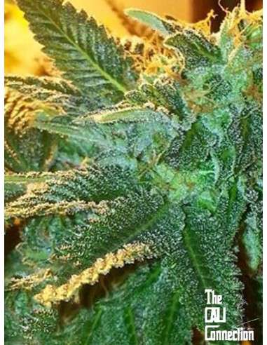 Cali Connection - Alien OG - 1