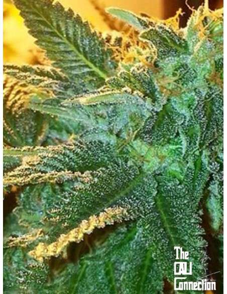 Cali Connection - Alien OG - 1