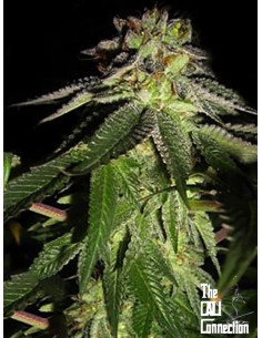 Cali Connection - 818 Headband aka Sour OG - 1