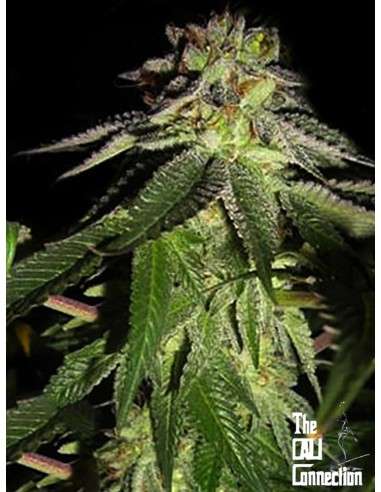 Cali Connection - 818 Headband aka Sour OG - 1