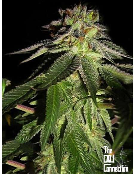 Cali Connection - 818 Headband aka Sour OG - 1