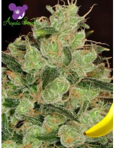 Anesia Seeds - Banana Kush - 1