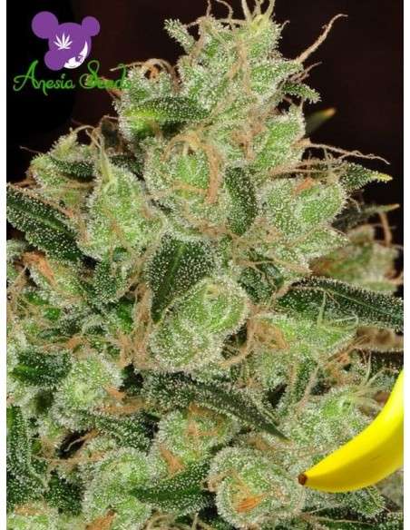 Anesia Seeds - Banana Kush - 1