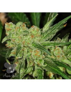Anesia Seeds - Banana Kush - 1 2
