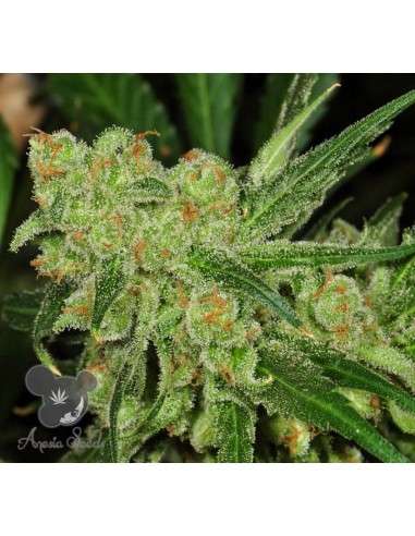 Anesia Seeds - Banana Kush - 2