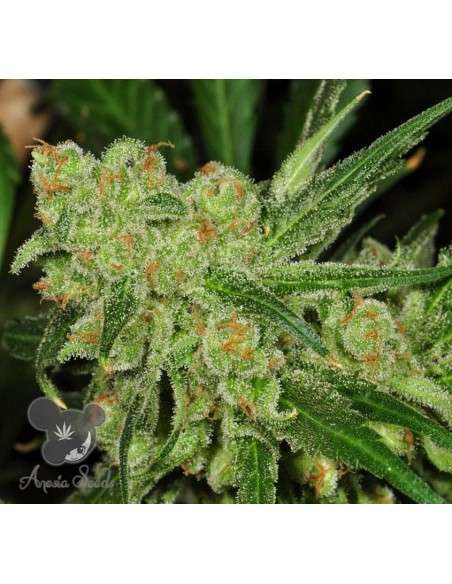Anesia Seeds - Banana Kush - 2