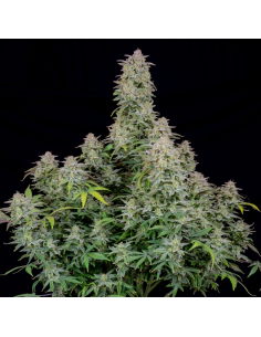 FastBuds - Forbidden Runtz Auto - 1
