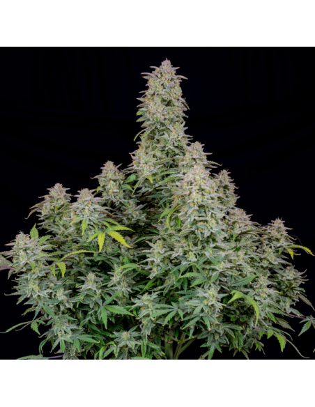FastBuds - Forbidden Runtz Auto - 1