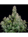 FastBuds - Forbidden Runtz Auto - 1