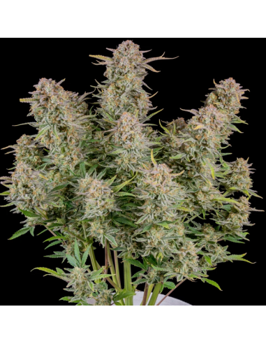 FastBuds - Bruce Banner Auto - 1