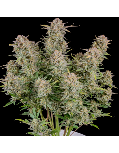 FastBuds - Bruce Banner Auto - 1