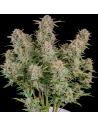 FastBuds - Bruce Banner Auto - 1