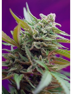 SWEET SEEDS - Black Jack Auto - 1