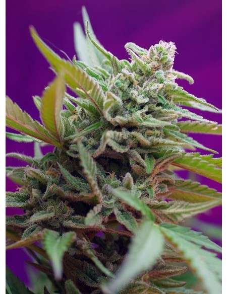 SWEET SEEDS - Black Jack Auto - 1