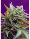 SWEET SEEDS - Black Jack Auto - 1