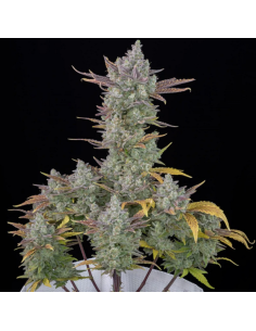 FastBuds - Gorilla Cookies Auto - 1
