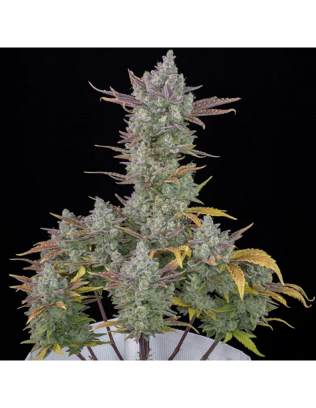 FastBuds - Gorilla Cookies Auto - 1