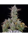FastBuds - Gorilla Cookies Auto - 1