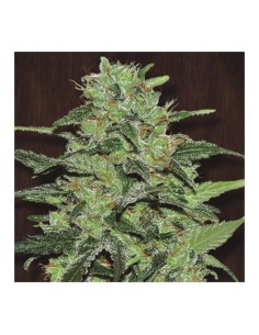 FASTBUDS - Strawberry Banana Auto - 1