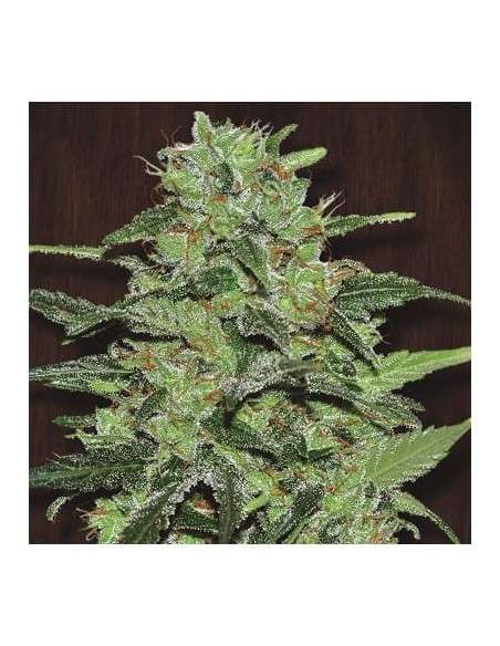 FASTBUDS - Strawberry Banana Auto - 1