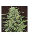 FASTBUDS - Strawberry Banana Auto - 1