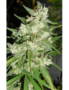 FASTBUDS - Strawberry Banana Auto - 1 2