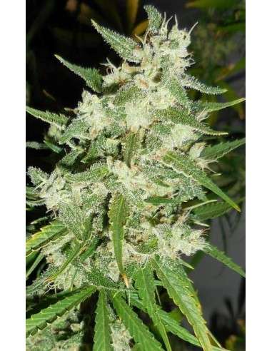 FASTBUDS - Strawberry Banana Auto - 2