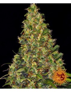 BARNEY'S FARM - Amnesia Haze Auto - 1