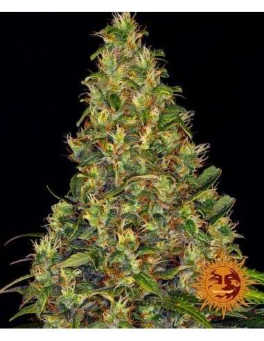 BARNEY'S FARM - Amnesia Haze Auto - 1