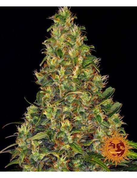 BARNEY'S FARM - Amnesia Haze Auto - 1