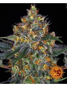 BARNEY'S FARM - Moby Dick Auto - 1