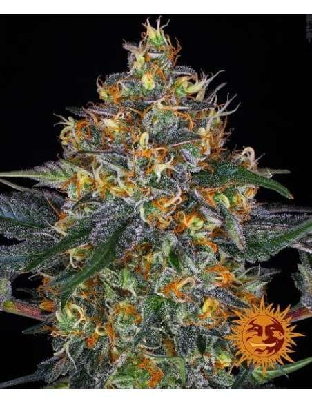 BARNEY'S FARM - Moby Dick Auto - 1